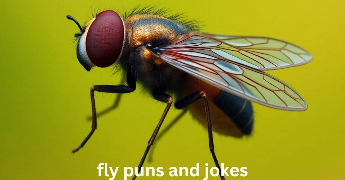 fly puns and jokes