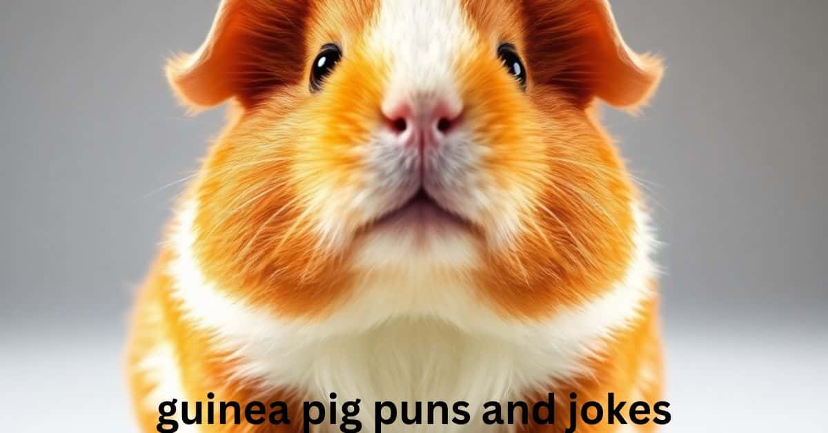 guinea p[ig puns and jokes